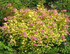      Spiraea japonica Golden Princess 